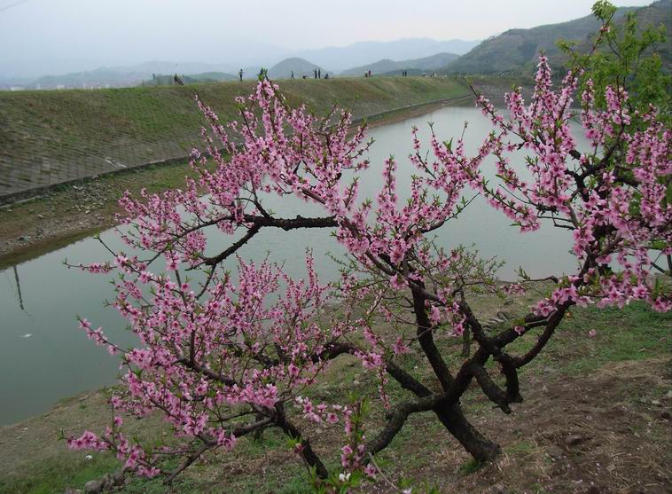 桃花 摄影 青花瓷