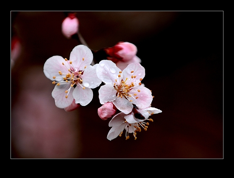 蜂花岁月（三） 摄影 眼镜萧