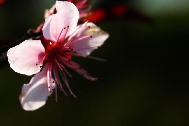 花季 摄影 雨v季