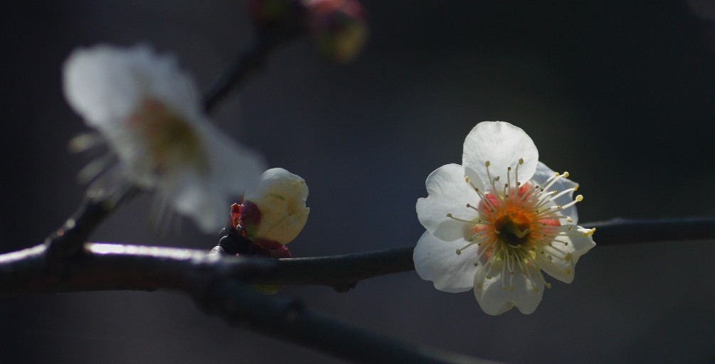 梅 摄影 无名小花