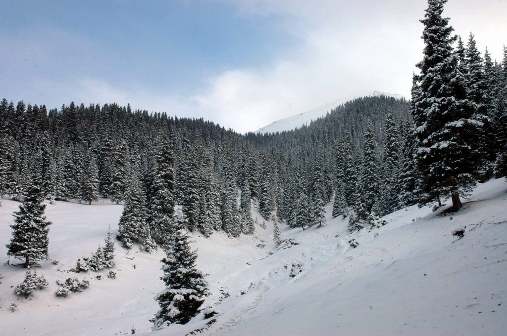 中国最美的天山雪岭云杉林 摄影 西部游侠