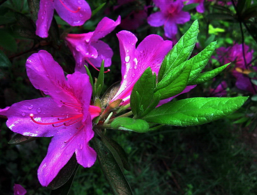 杜鹃雨露添美色 摄影 华绿