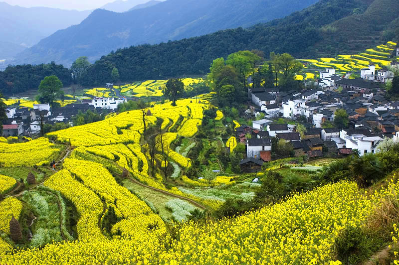 《菜花飘香的季节》 摄影 晓风晨曦