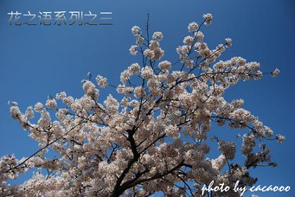花之语系列之三 摄影 cacacoo