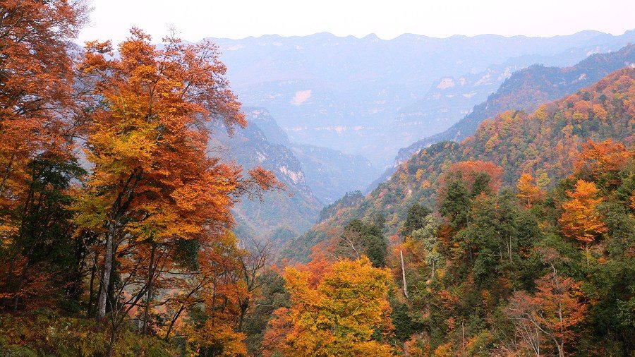 光雾山赏红叶（1） 摄影 川厨子