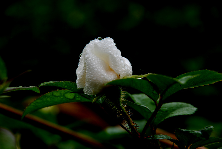 花 摄影 悠悠草