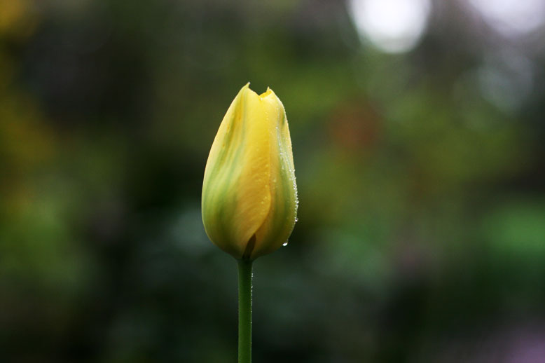 Yellow Tulip 摄影 leitrend