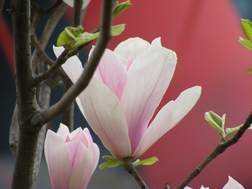 玉兰花 摄影 心灵餐厅