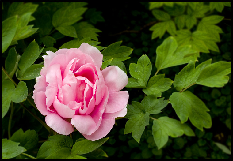 百花之王《牡丹》3 摄影 孤独老人