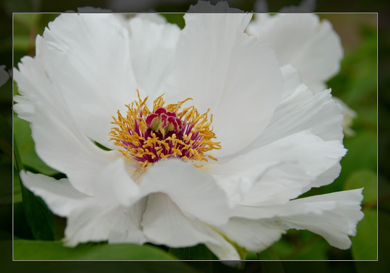 花 摄影 秋芸