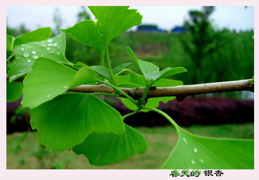 春之银杏 摄影 飞行员