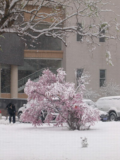 春雪 摄影 菜中菜