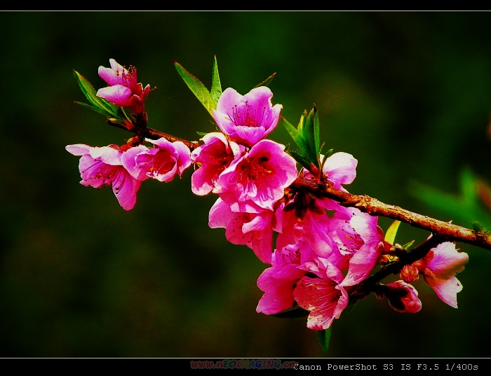 桃花 摄影 长风冷月