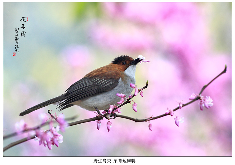 花鸟图 摄影 pigeon