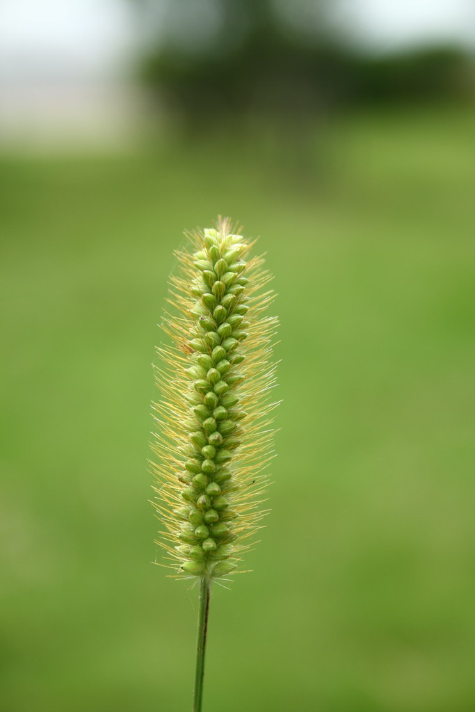 狗尾巴草 摄影 11天兵