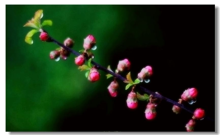 雨中花2 摄影 静若清池