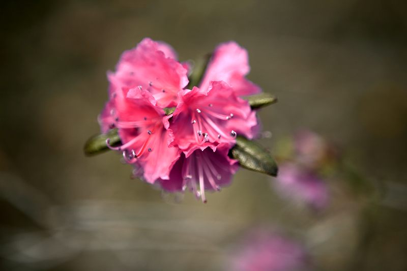 兴安杜鹃花 摄影 灿烂的黎明