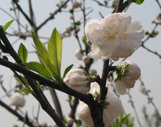 桃花 摄影 昆仑客