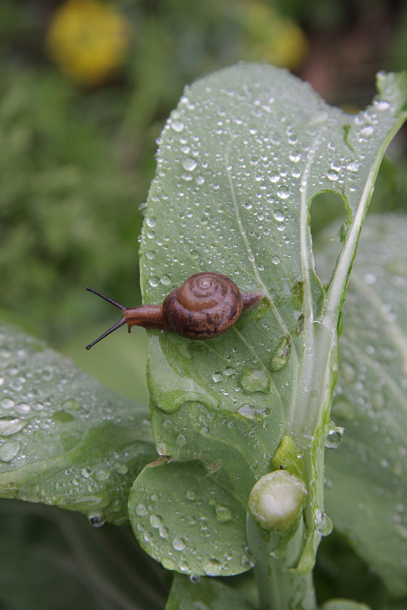 雨后蜗牛 摄影 学员