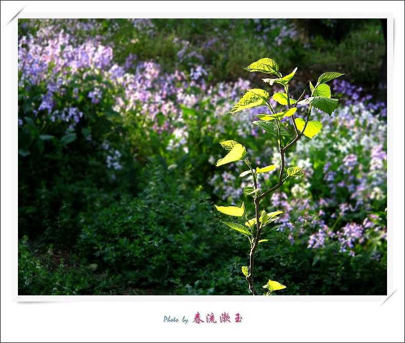 山坡，那一片紫色花 6 摄影 春流漱玉