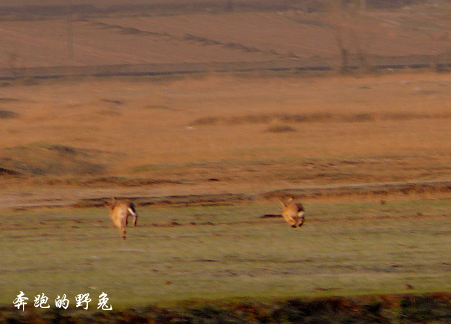 野兔 摄影 德勇