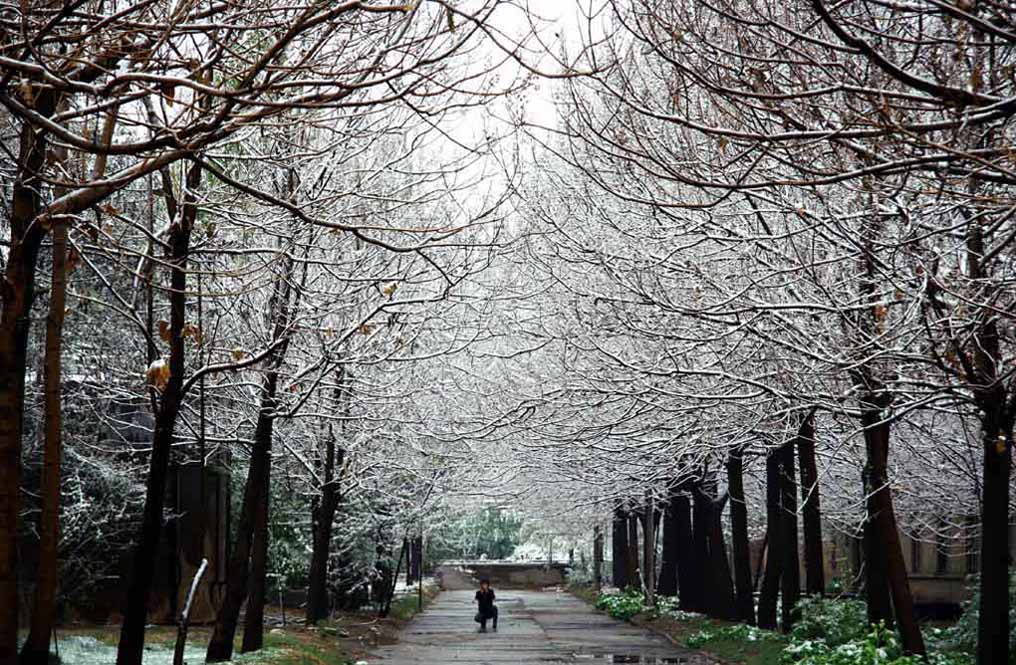 春雪染枝 摄影 黄河风情