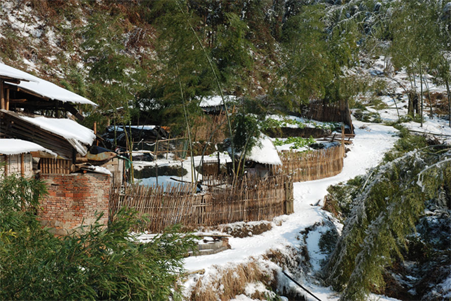 竹樆杷 摄影 百川枫雪