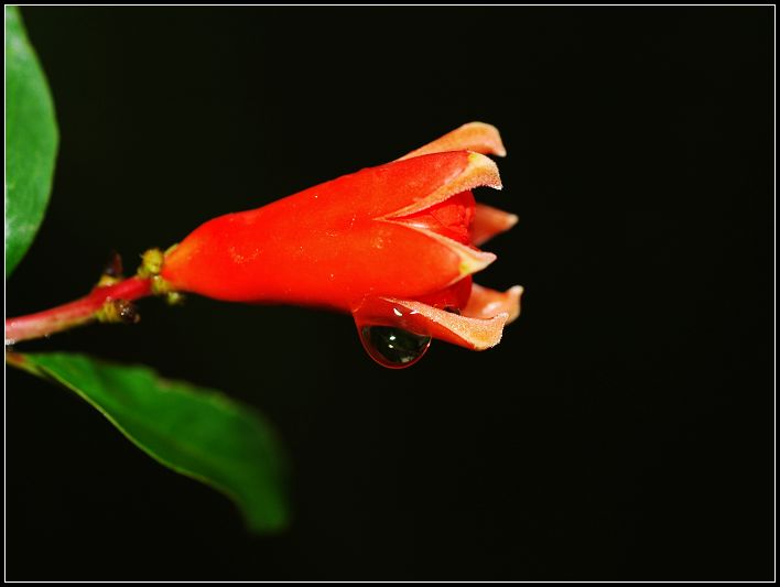 石榴花 摄影 HUANGHEFENG