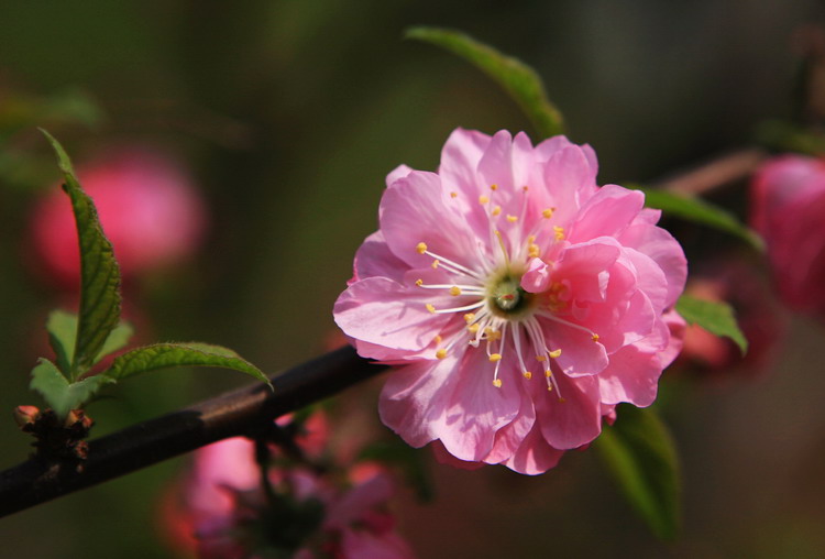 街边的小花 摄影 askcm