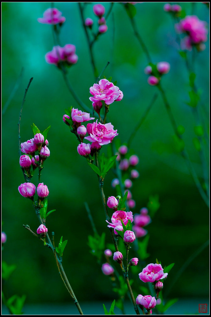 花枝 摄影 独眼观天