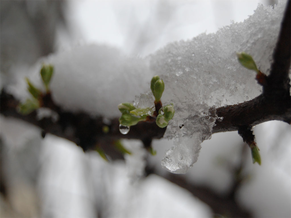 风雪当不住生命的绽放，天气的无常让我们看到了生命的坚强。 摄影 何虎