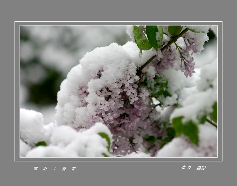 雪浴丁香 摄影 文刀