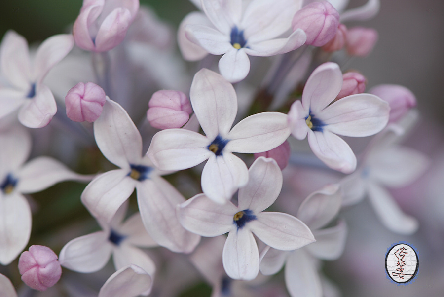 丁香花 摄影 俗家客