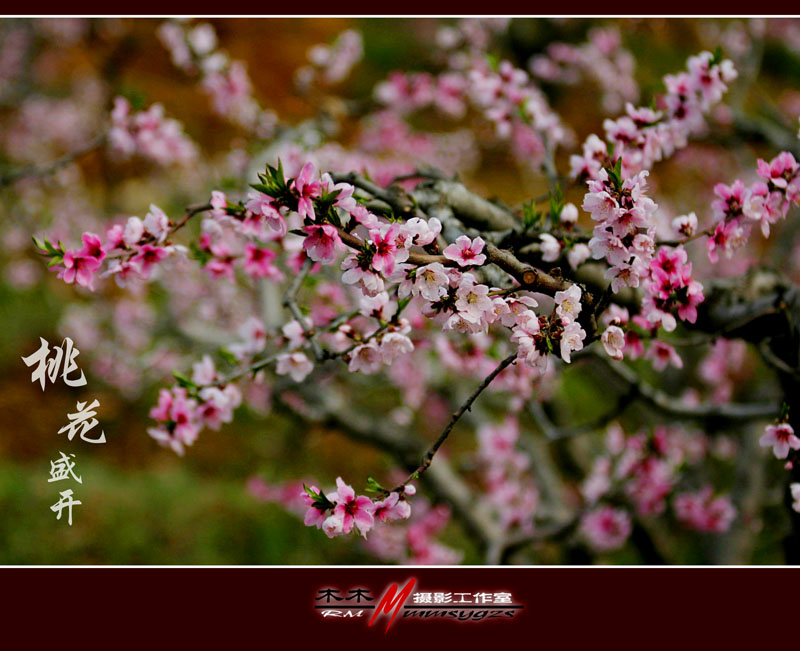 桃花盛开 摄影 二木0415