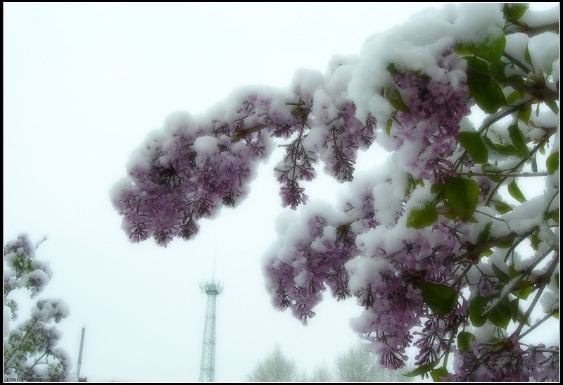 丁香傲雪 摄影 石玉