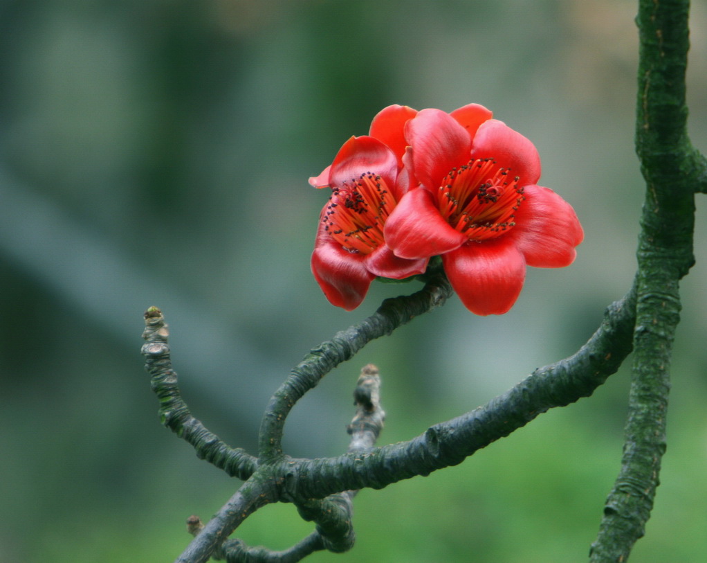 木棉花（40） 摄影 laogao-1908