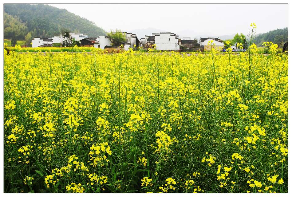 《在那鲜花盛开的村庄》·思溪 摄影 东山少爷