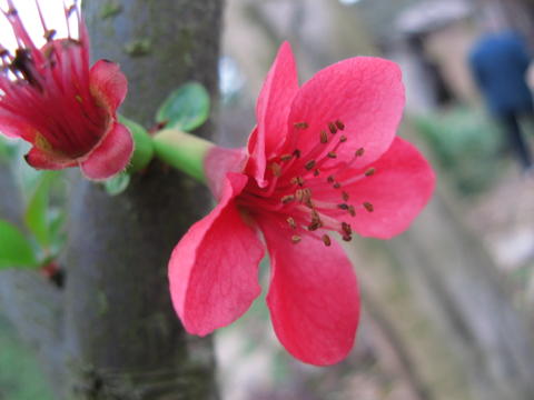 红花绿叶 摄影 秋幌