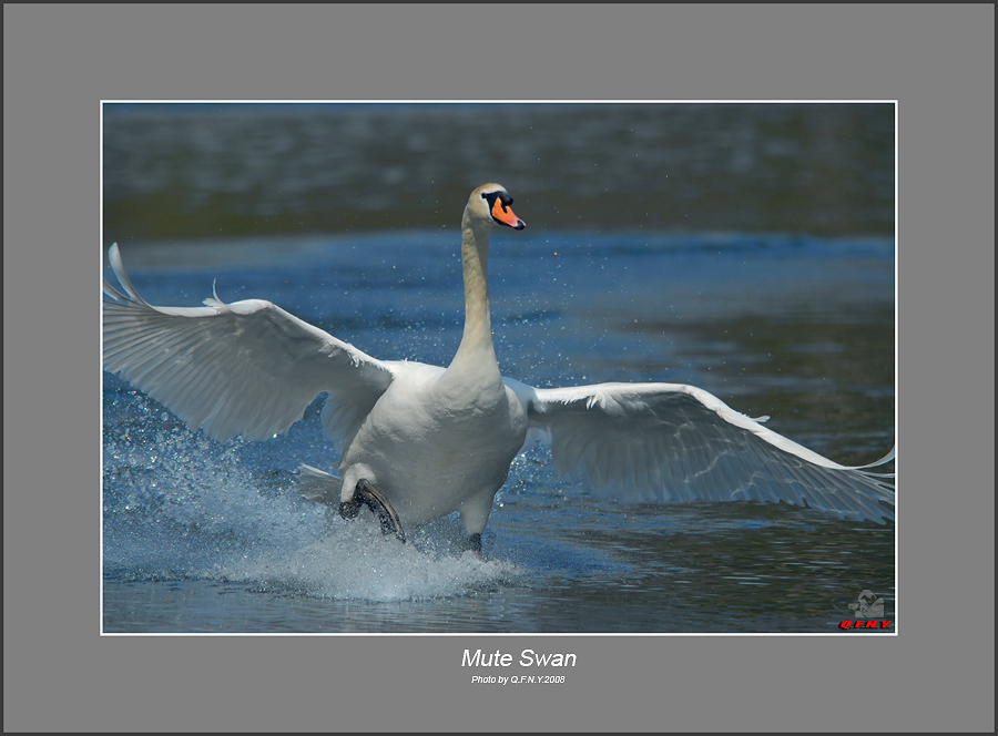 Mute Swan( 疣鼻天鹅 ) 摄影 清风弄影