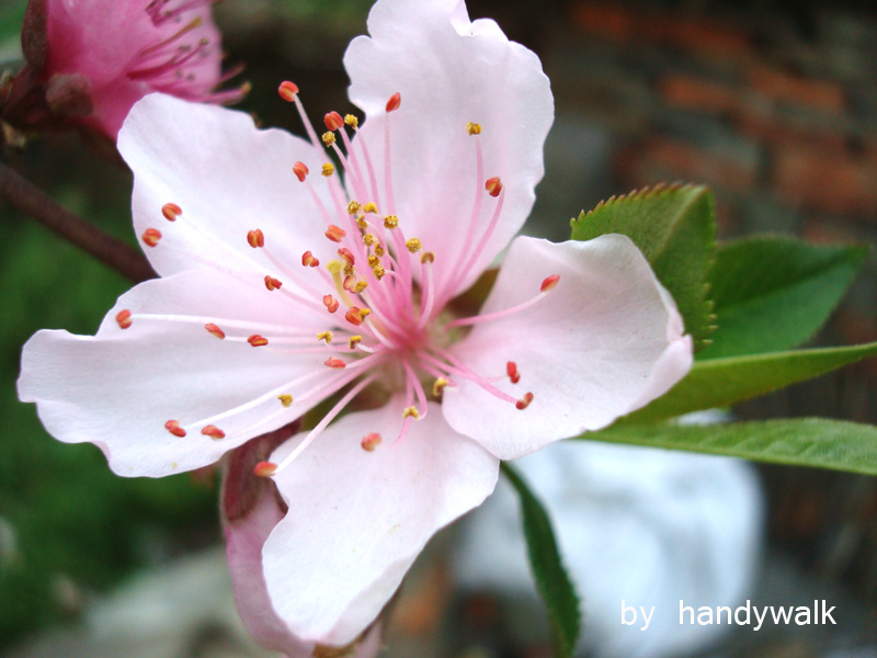 桃花朵朵开 摄影 handywalk