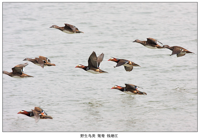 鸳鸯 摄影 pigeon