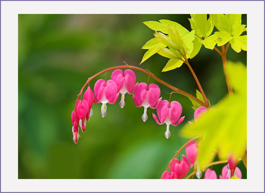 Bleeding Heart, 荷包牡丹 摄影 岳麓山人