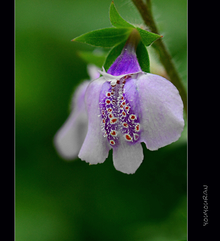 wild flower 摄影 悠悠然