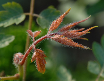 无名小草 摄影 玫瑰庄主