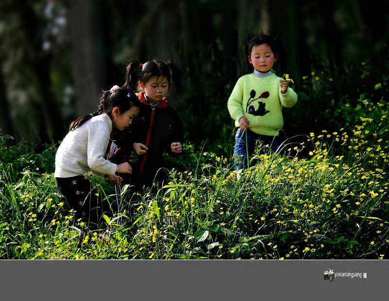 小花 摄影 一线蓝光