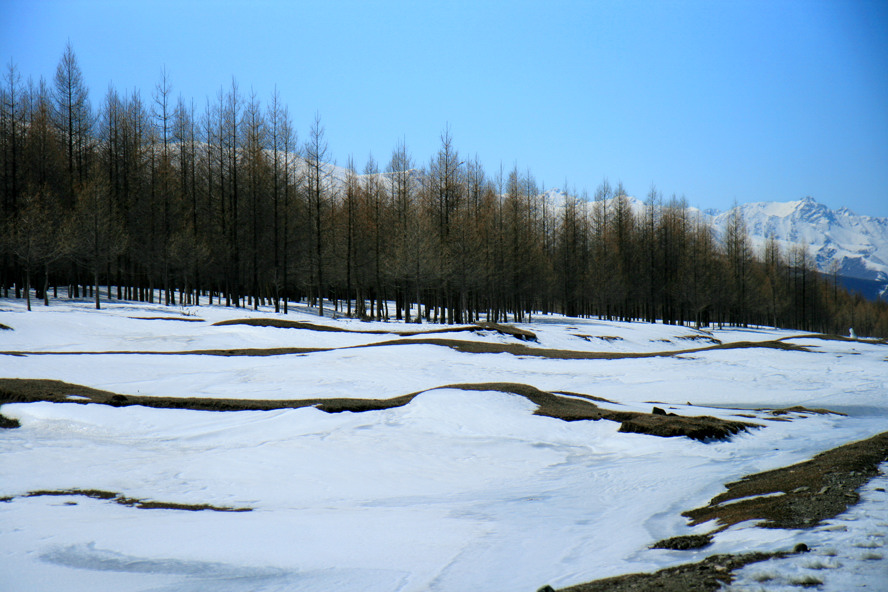 天山雪林 摄影 杨工