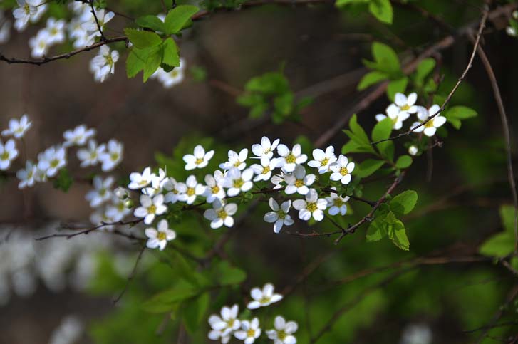 小花 摄影 尤寞