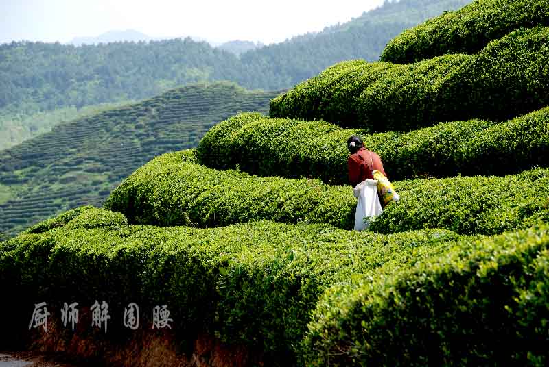 茶园飘香(2) 摄影 厨师解围腰