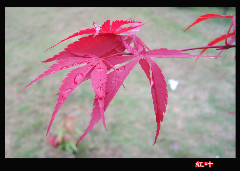 雨后红叶 摄影 飞行员