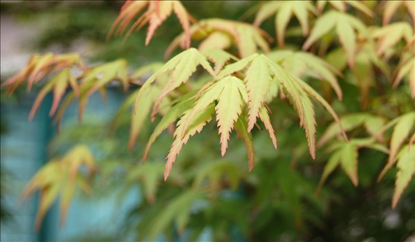 心静 摄影 高山茶